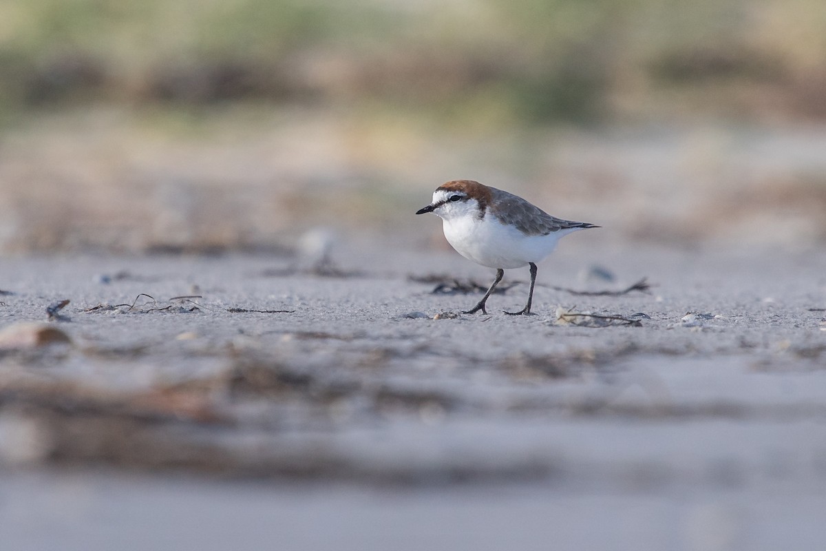 Red-capped Plover - ML410720731