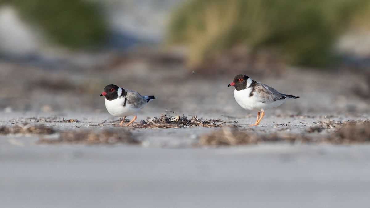 Hooded Plover - Ramit Singal