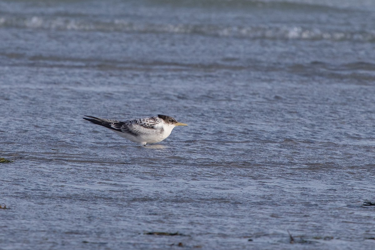 Great Crested Tern - ML410720871