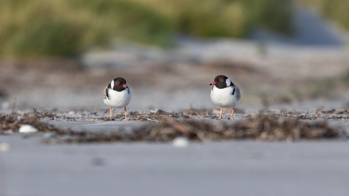 Hooded Plover - ML410720891