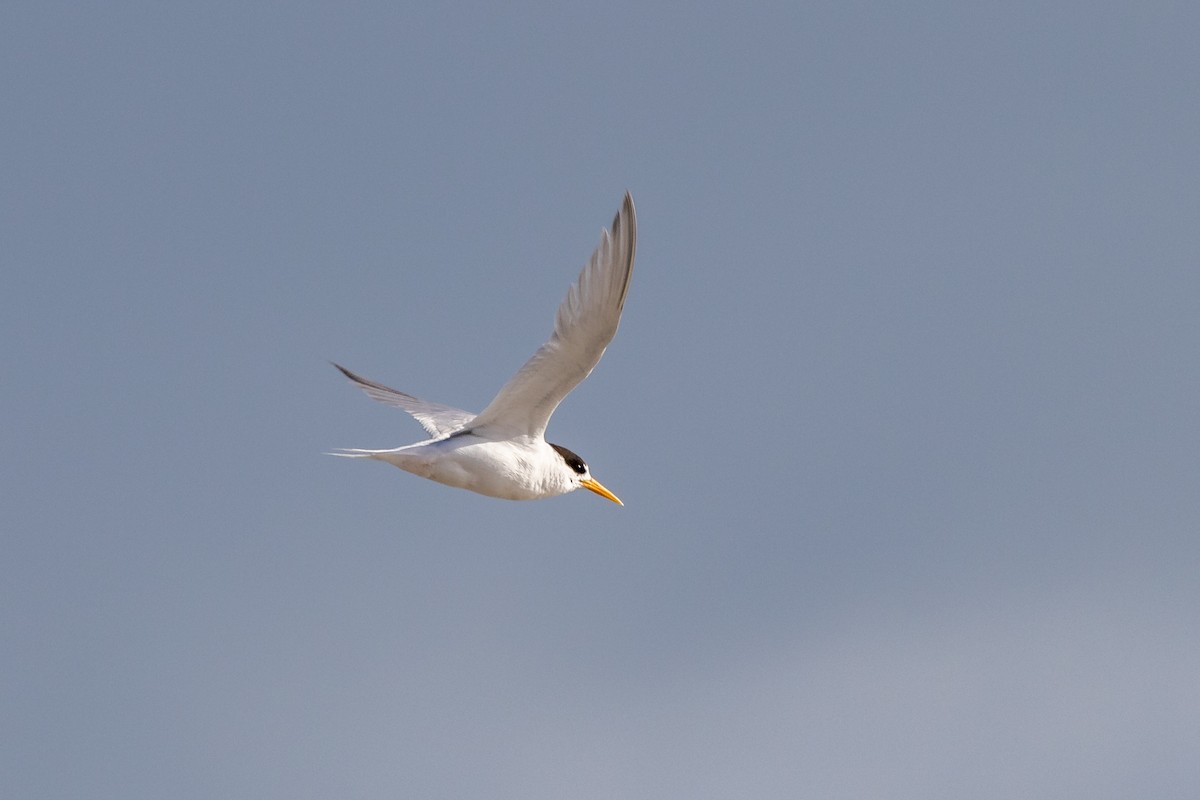 Australian Fairy Tern - ML410720901