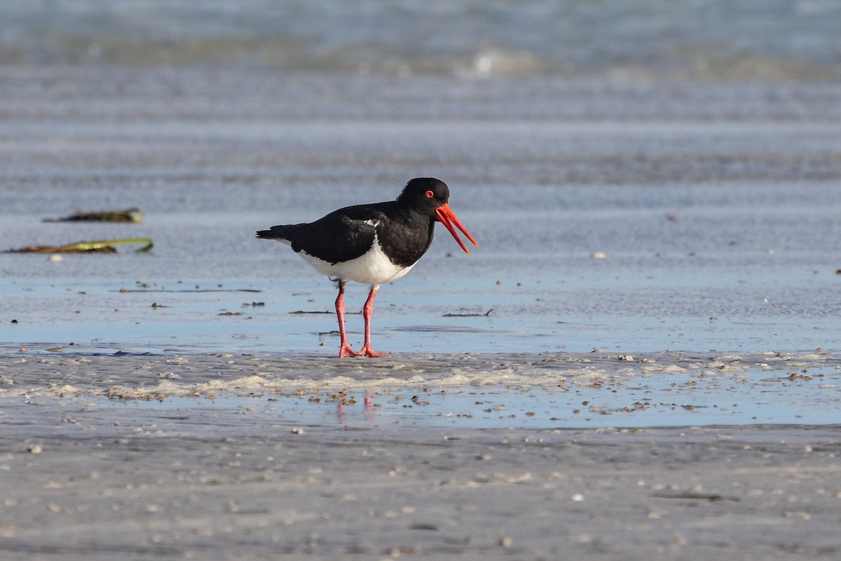 Pied Oystercatcher - ML410720931