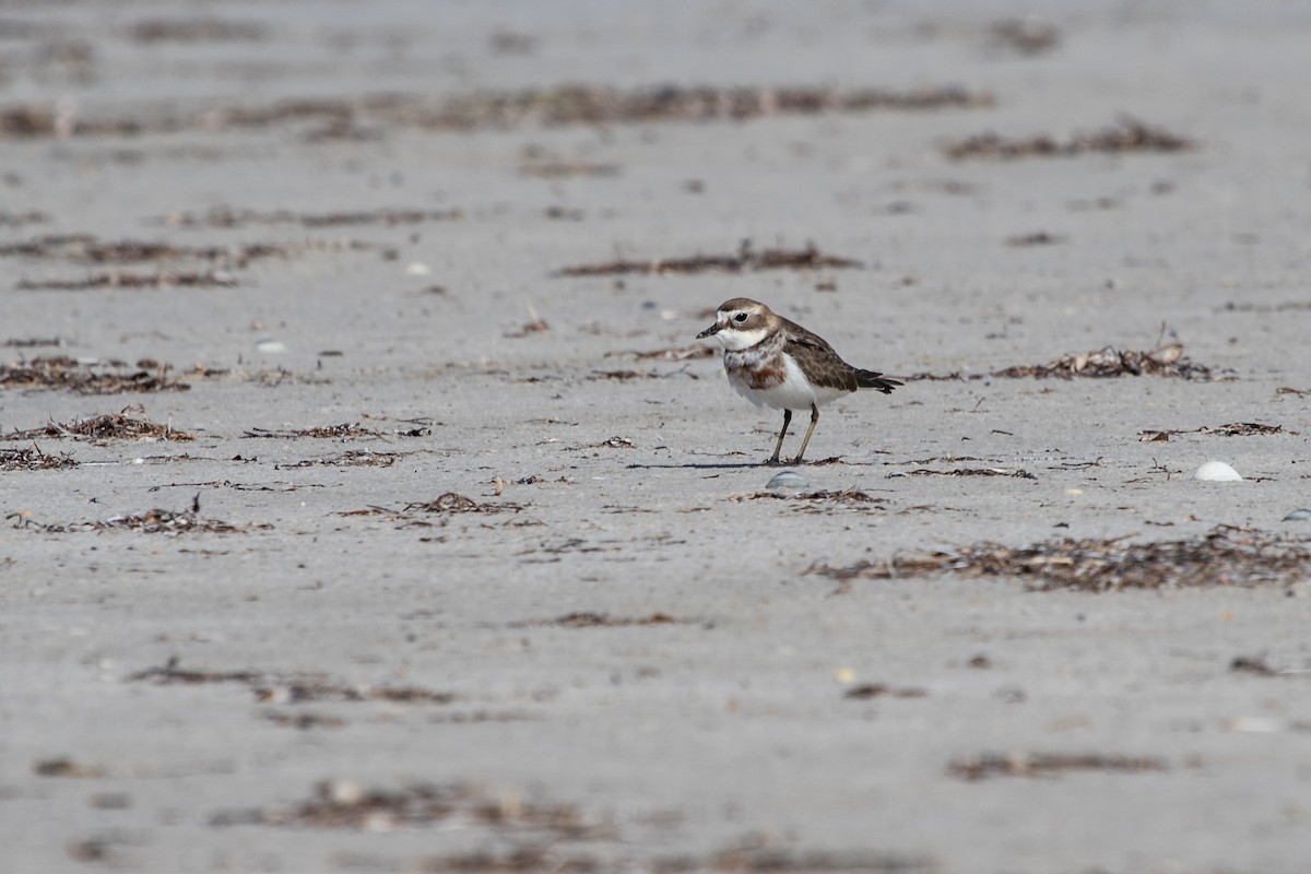 Double-banded Plover - ML410721031