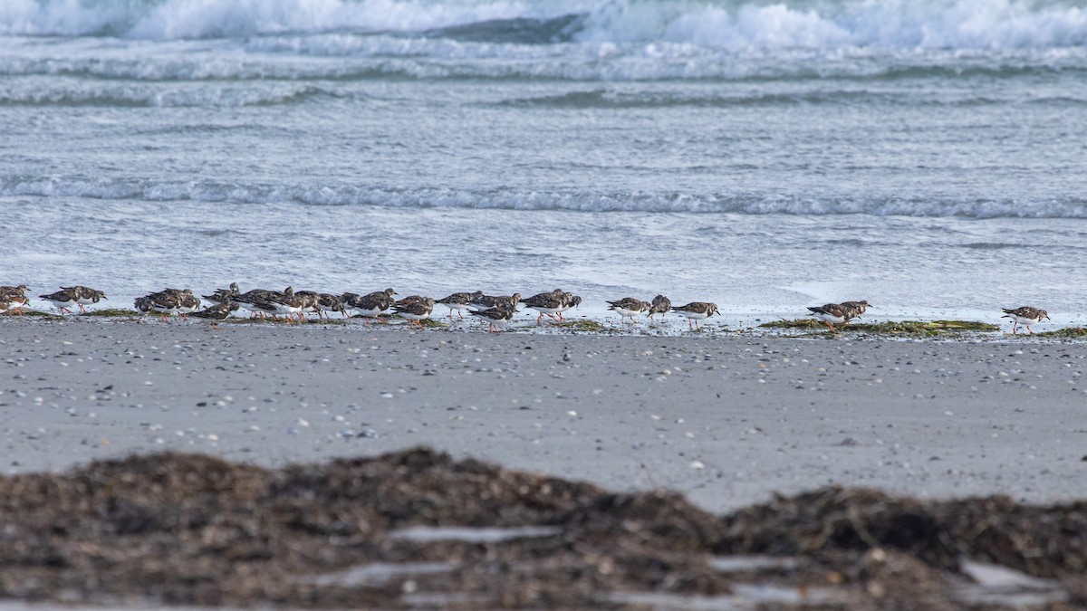 Ruddy Turnstone - ML410721091