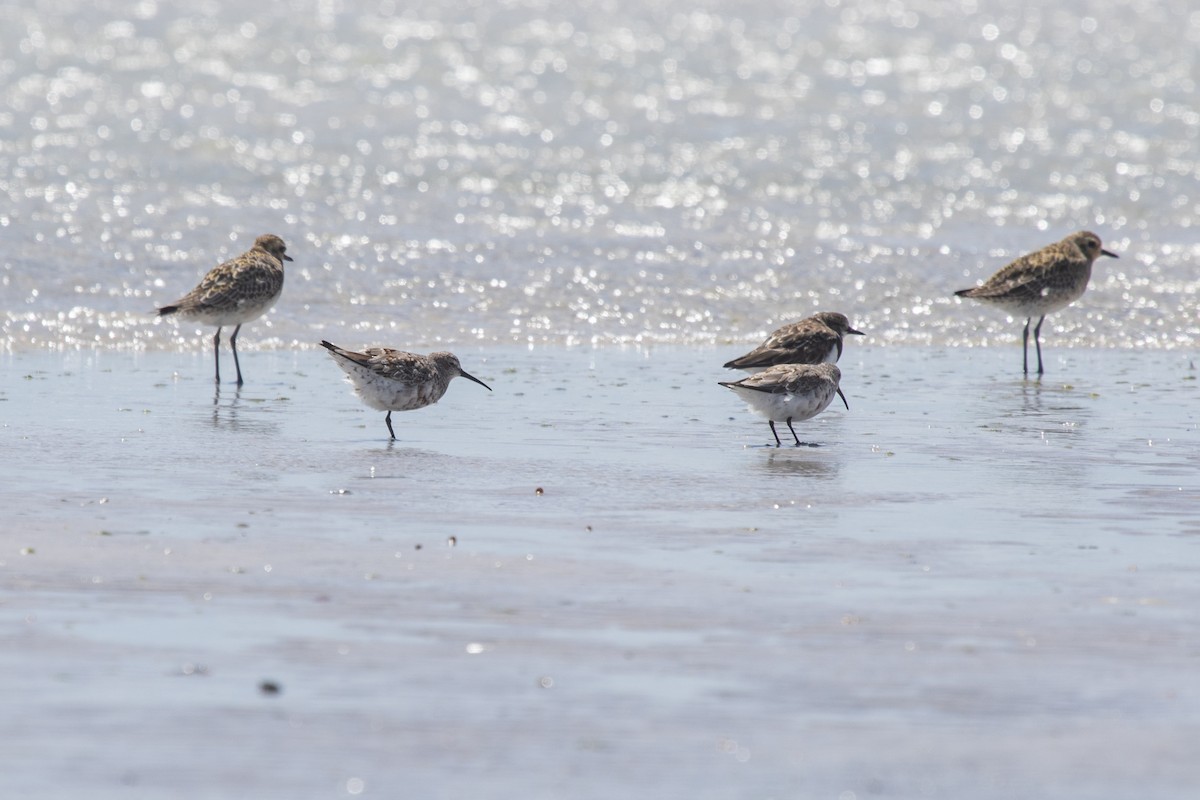 Curlew Sandpiper - ML410721131