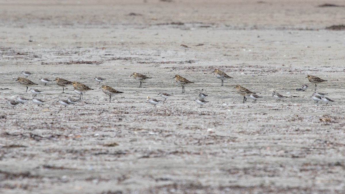 Pacific Golden-Plover - ML410721171