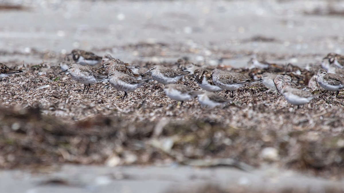 Curlew Sandpiper - ML410721261