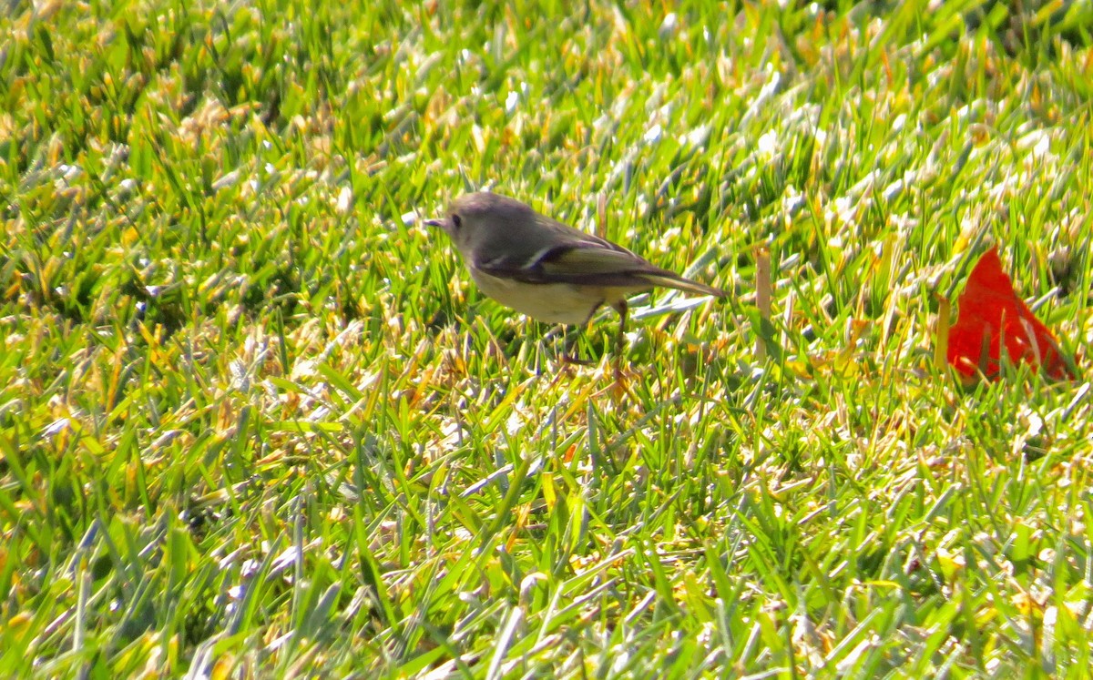 Ruby-crowned Kinglet - Petra Clayton