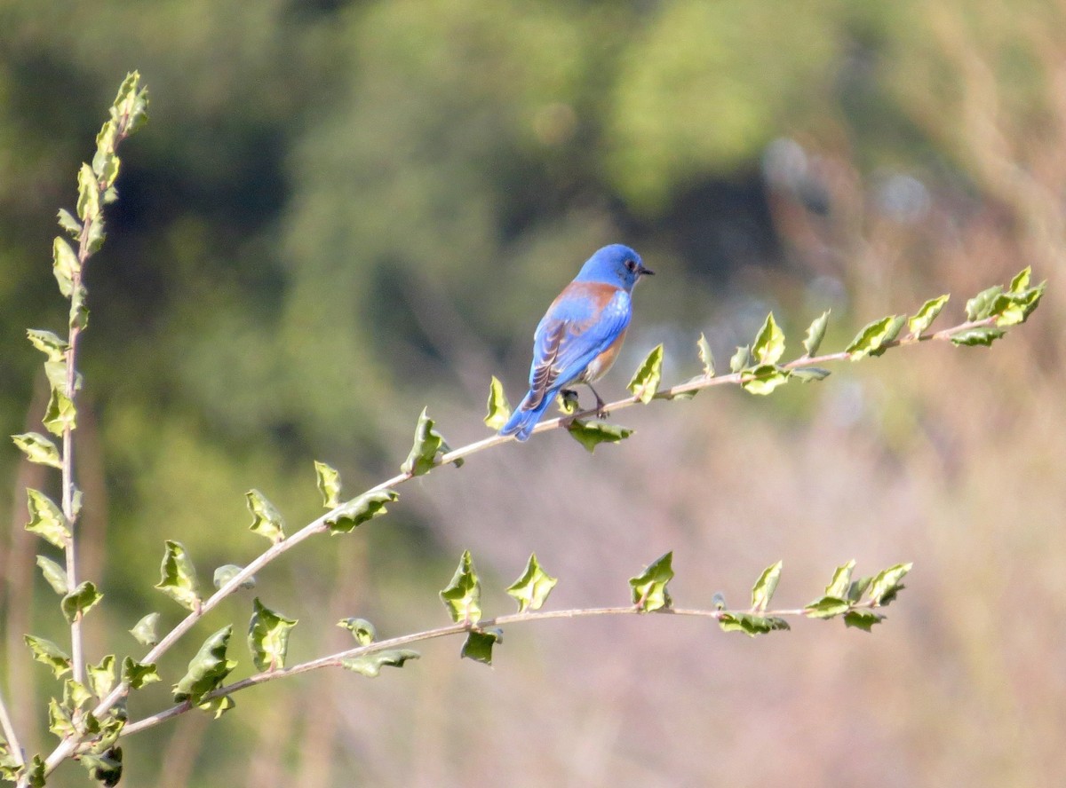 Western Bluebird - Petra Clayton