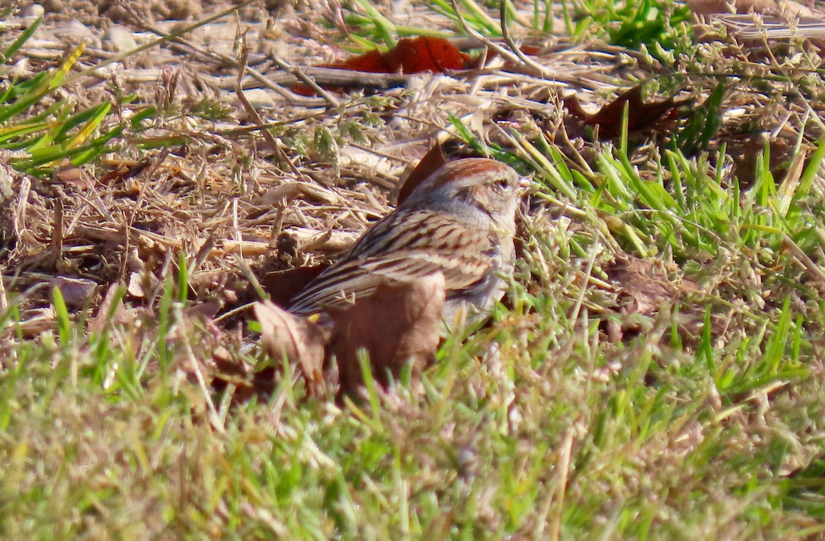 Chipping Sparrow - Petra Clayton