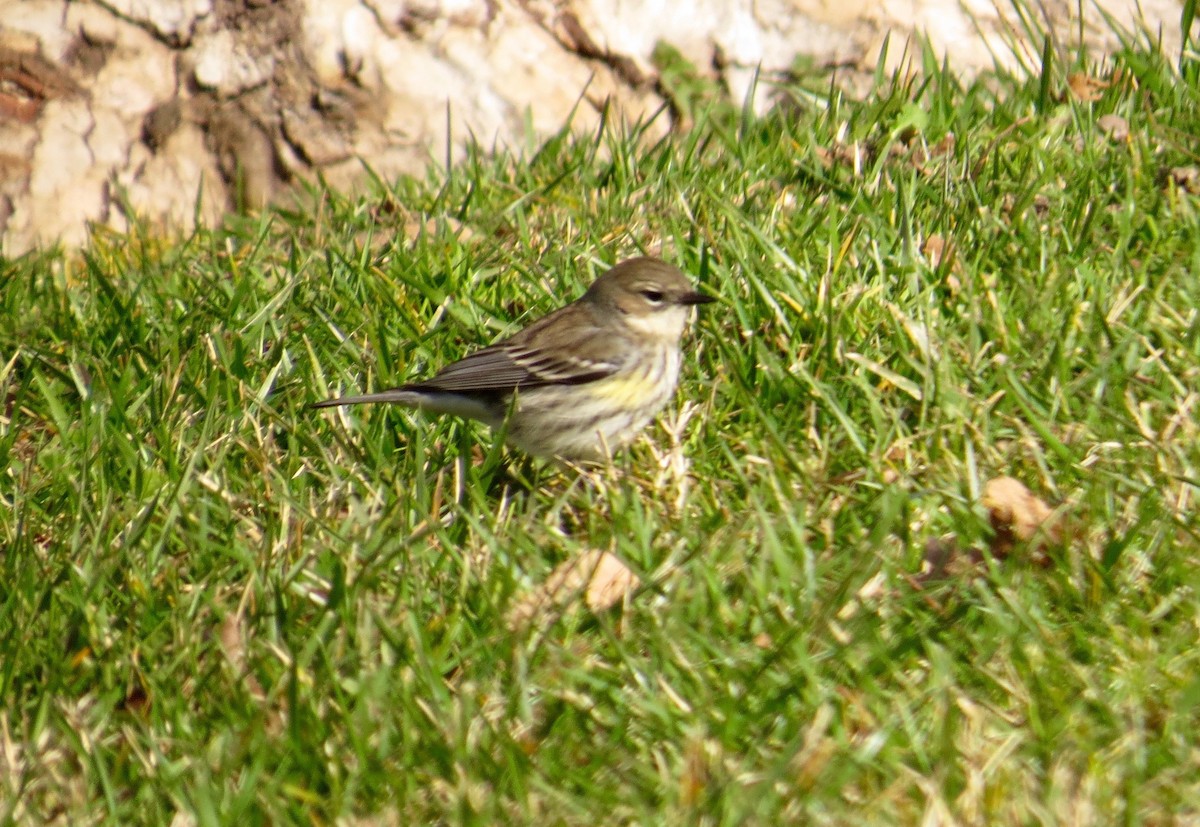 Yellow-rumped Warbler - Petra Clayton