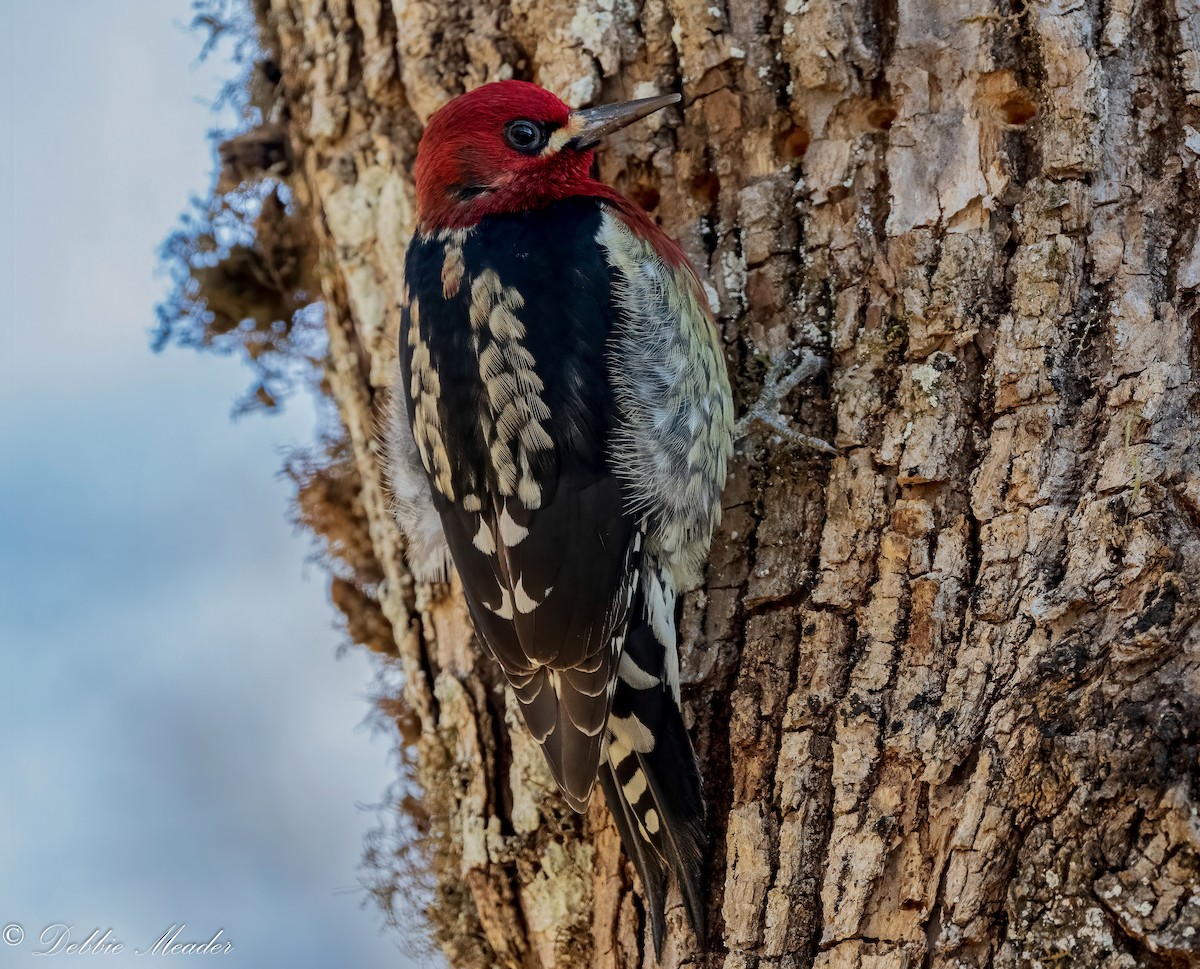 Red-breasted Sapsucker - ML410723941