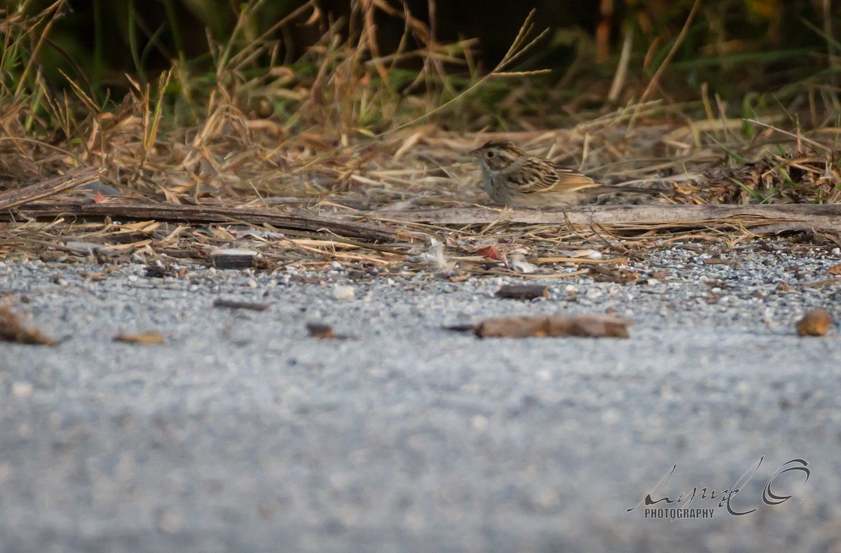 Clay-colored Sparrow - ML41072401