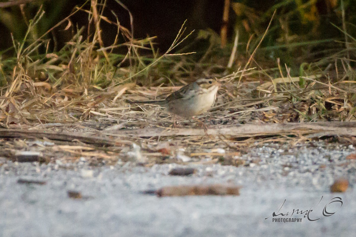 Clay-colored Sparrow - ML41072421