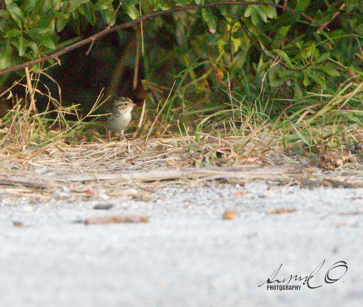 Clay-colored Sparrow - ML41072431