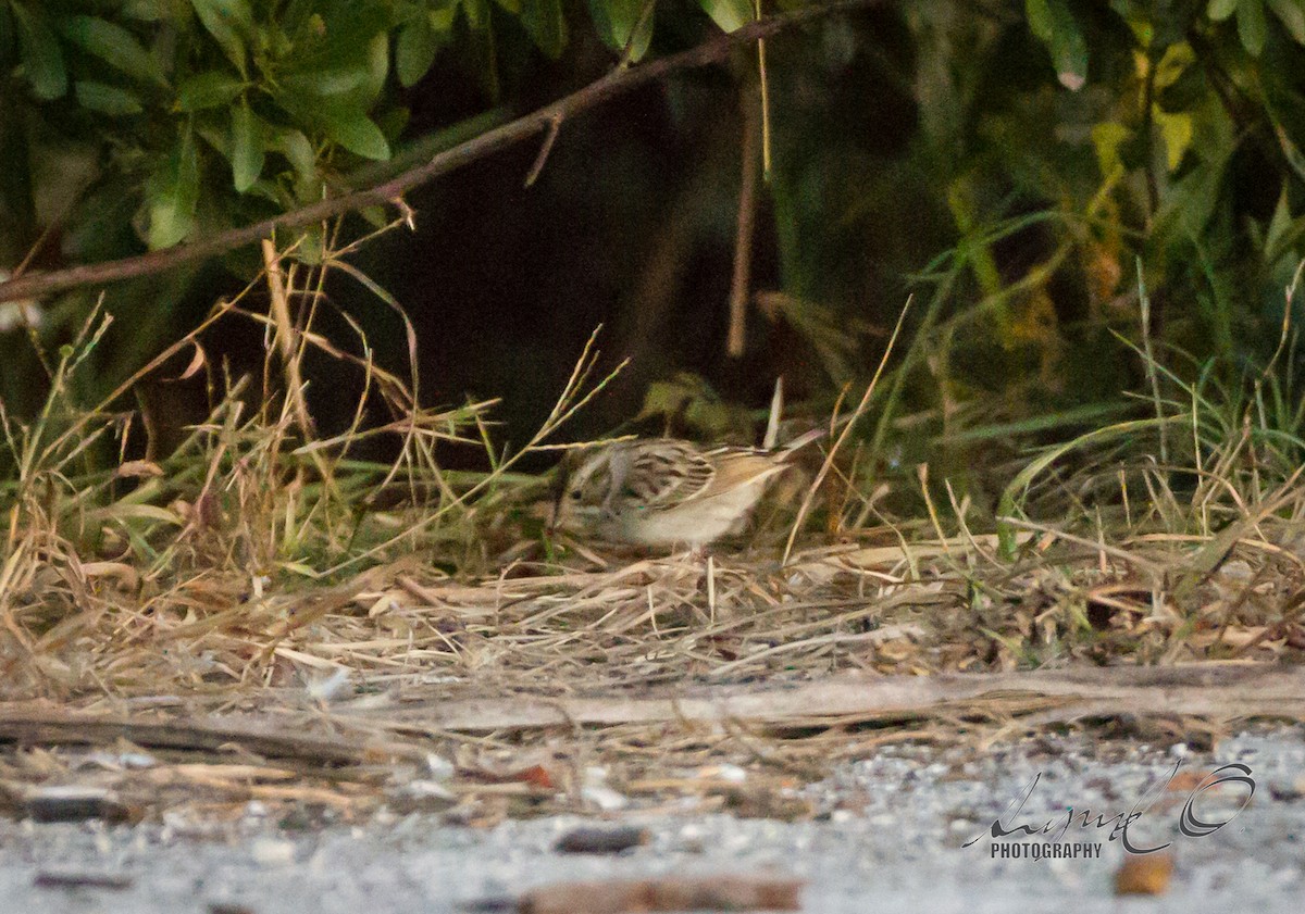 Clay-colored Sparrow - ML41072441