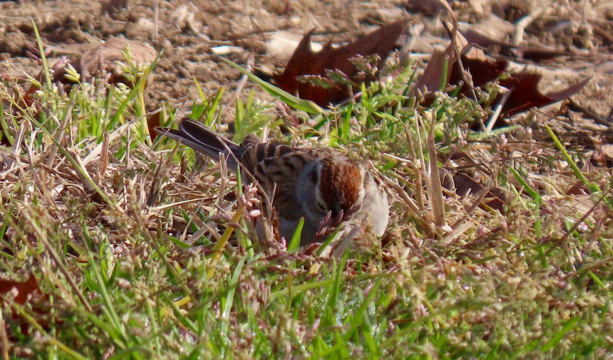 Chipping Sparrow - Petra Clayton