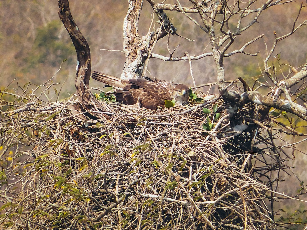 Bonelli's Eagle - ML410724841