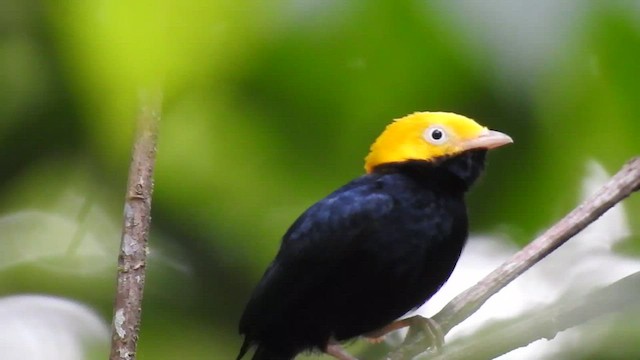 Golden-headed Manakin - ML410725301