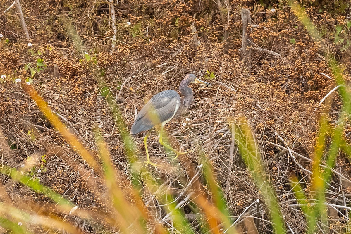 Tricolored Heron - ML410725881