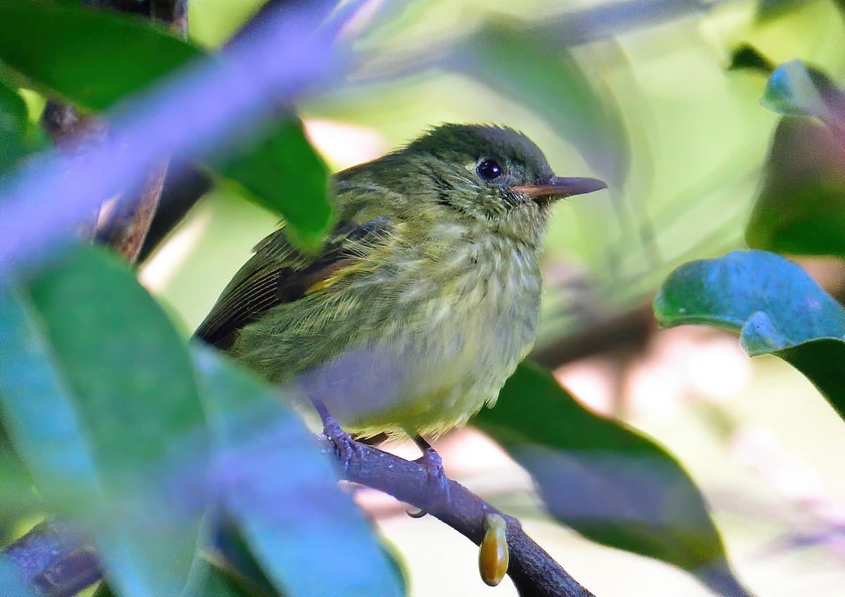 Olive-streaked Flycatcher - ML410726531