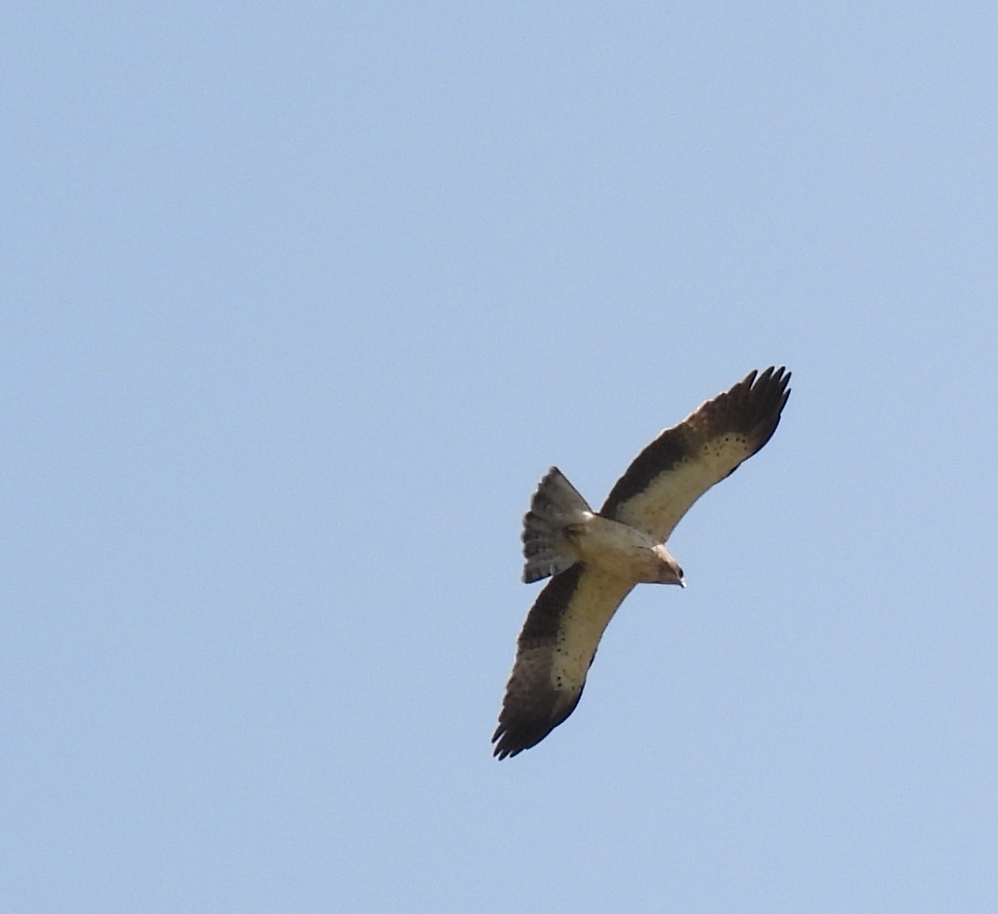 Booted Eagle - ML410727191