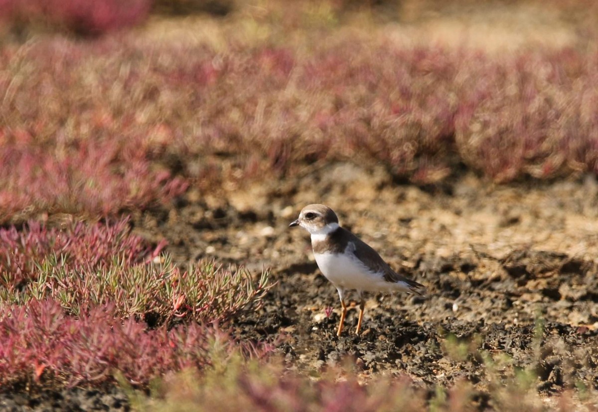 Semipalmated Plover - ML410730891