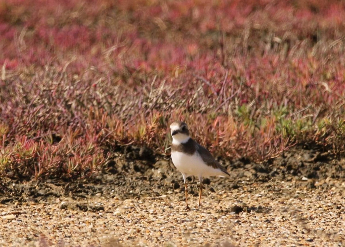 Semipalmated Plover - ML410730901