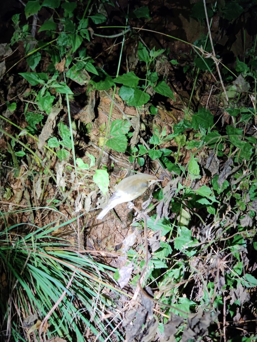 Бутны охил бялзуухай - ML410732141