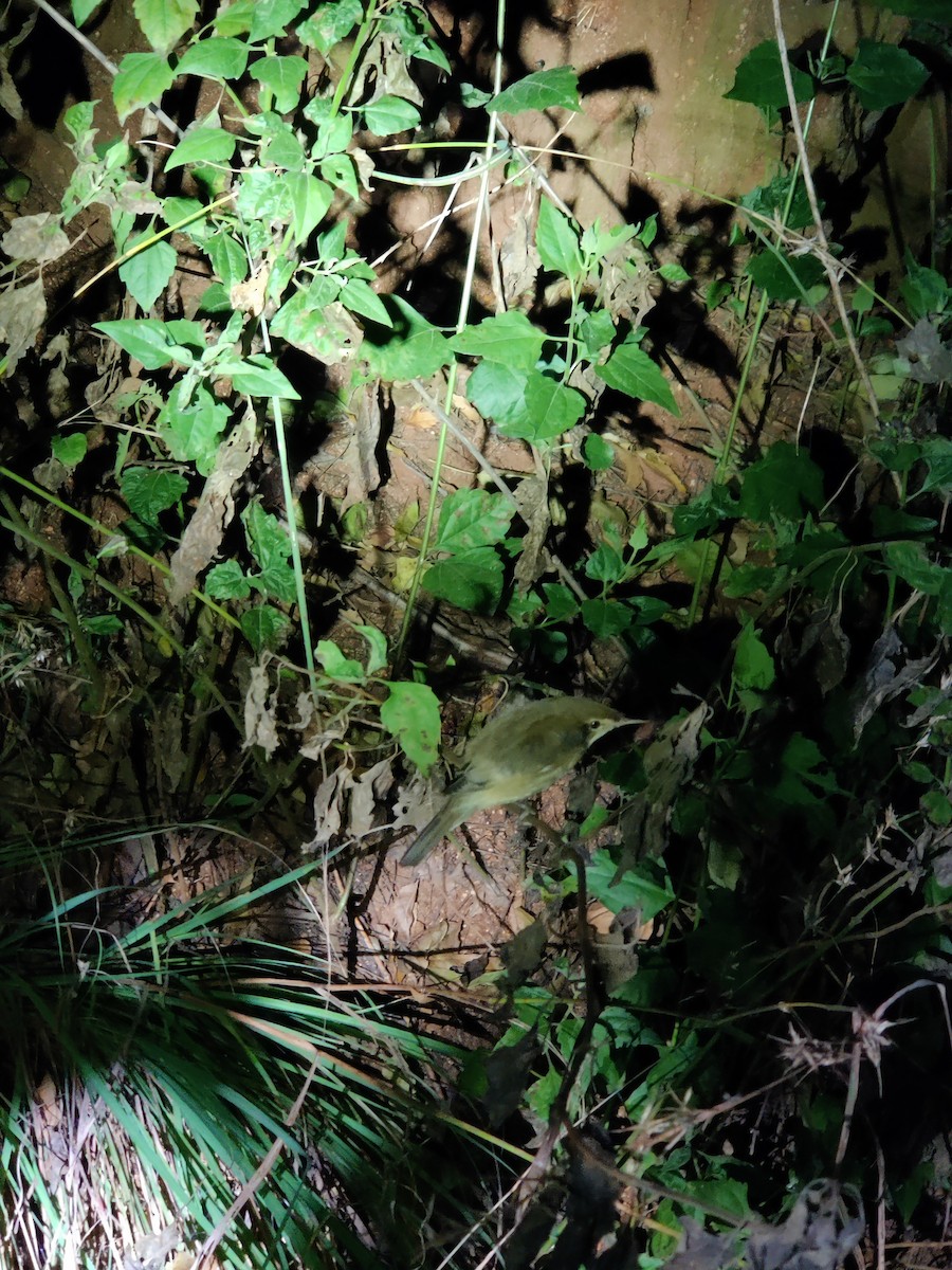 Бутны охил бялзуухай - ML410732151