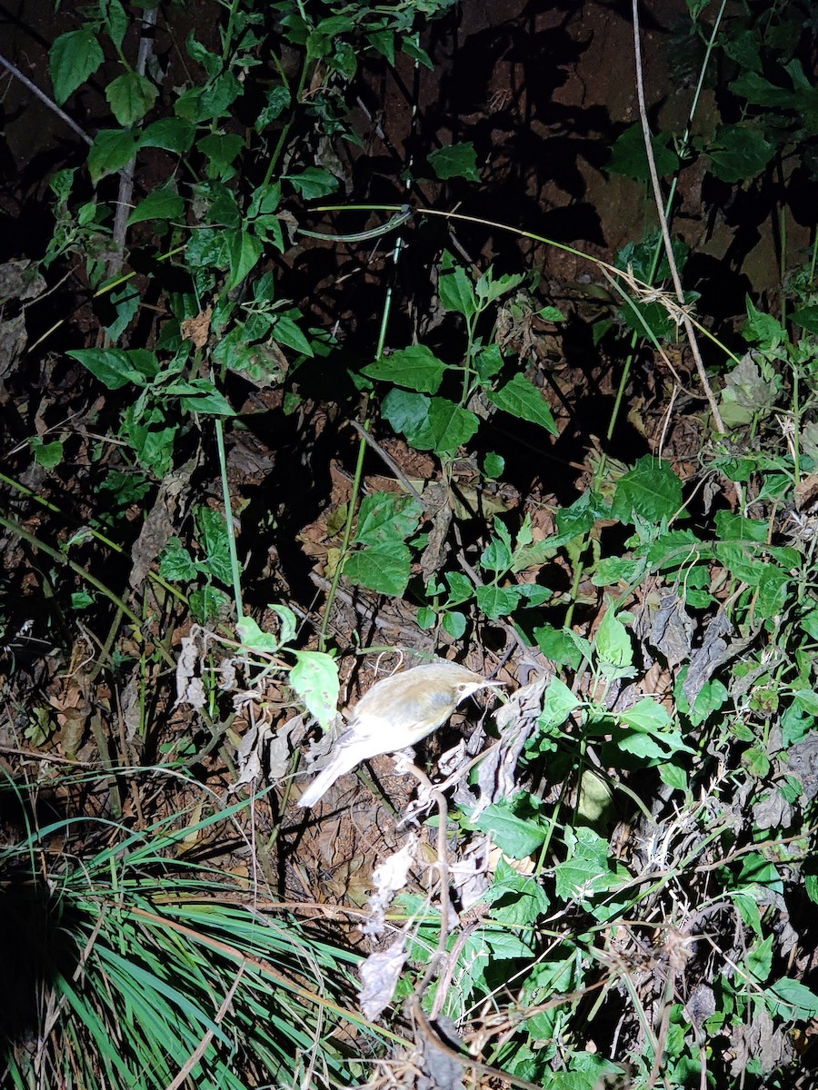 Бутны охил бялзуухай - ML410732161