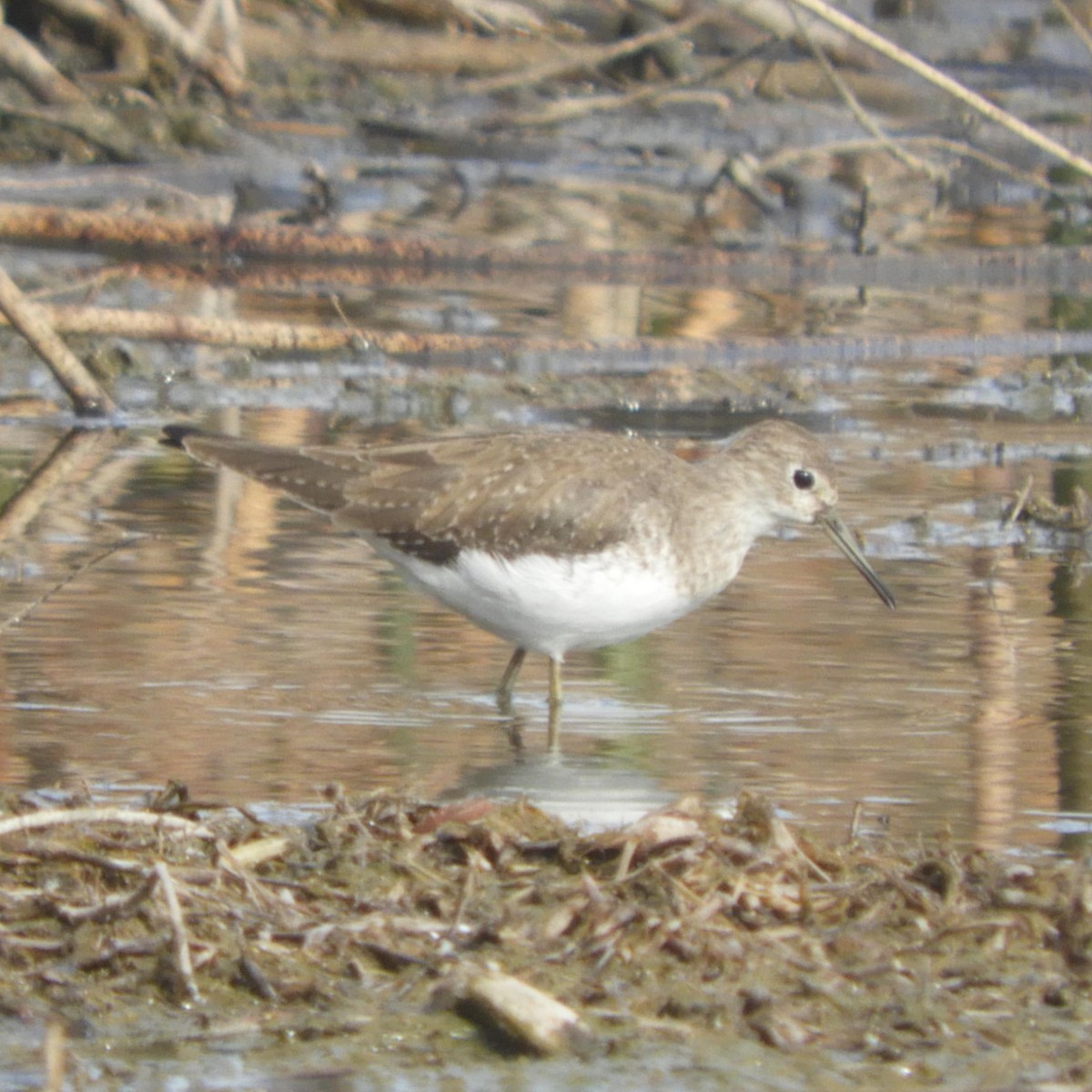 Solitary Sandpiper - ML410732201