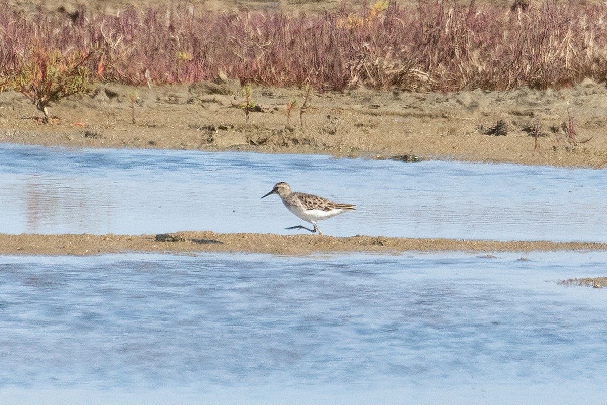 長趾濱鷸 - ML410733781