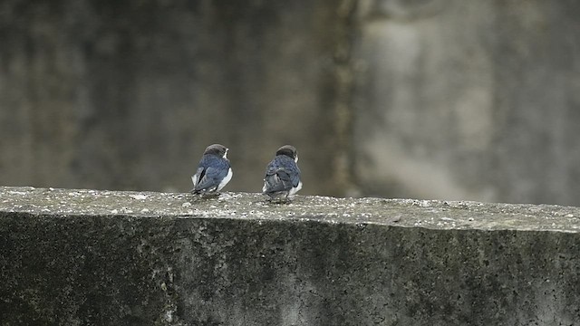 Hirondelle à longs brins - ML410733801