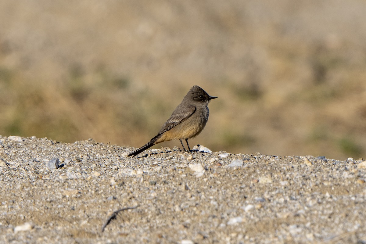 Say's Phoebe - ML410733841