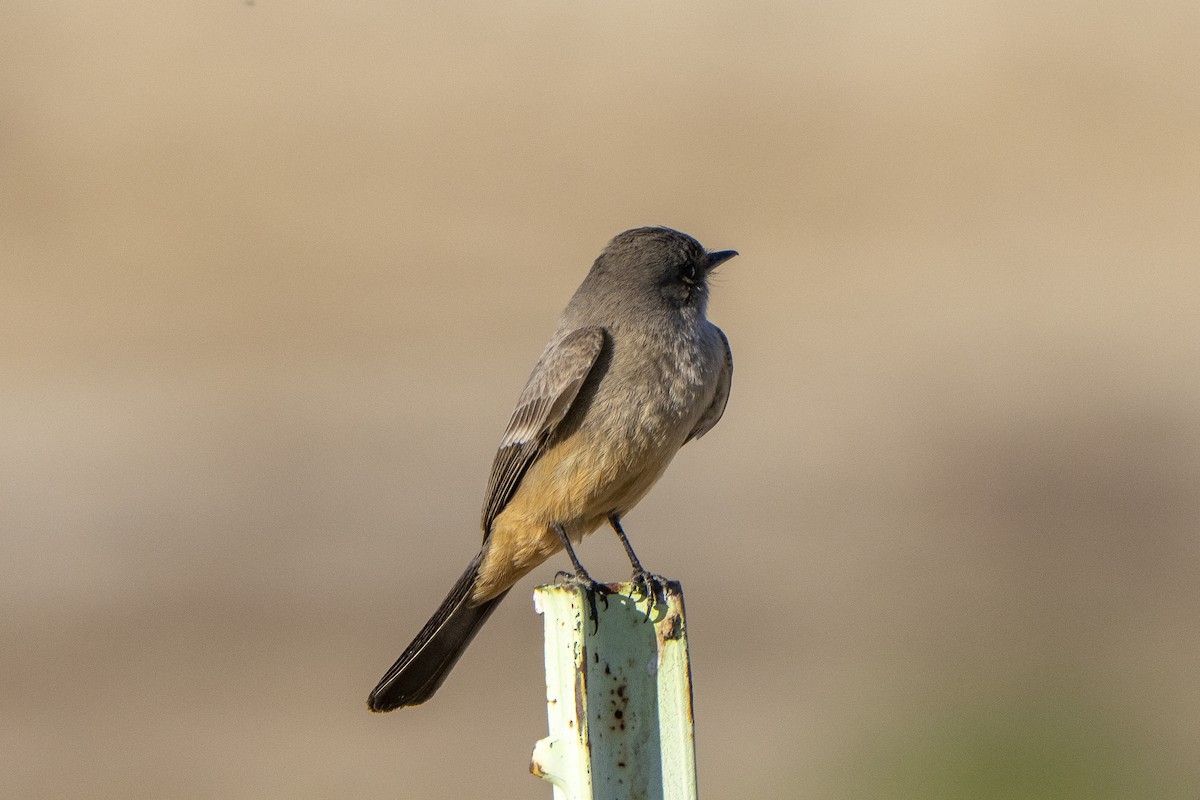 Mosquero Llanero - ML410733881