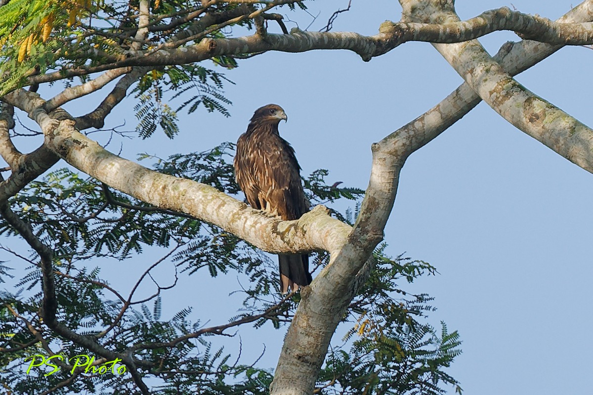 Black Kite (Black-eared) - ML410734091