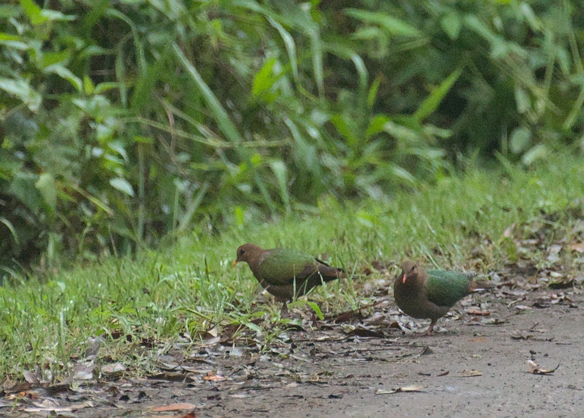 Pacific Emerald Dove - ML410734121