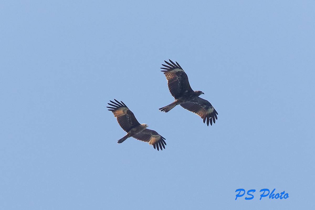 Brahminy Kite - ML410734131