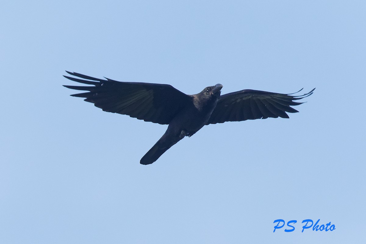 Large-billed Crow - Pary  Sivaraman