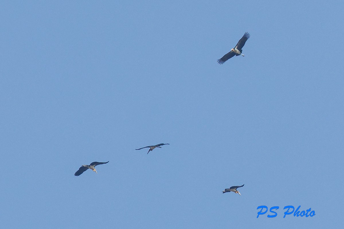 Lesser Adjutant - ML410734531