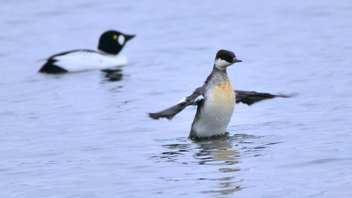 Smew - ML410736201
