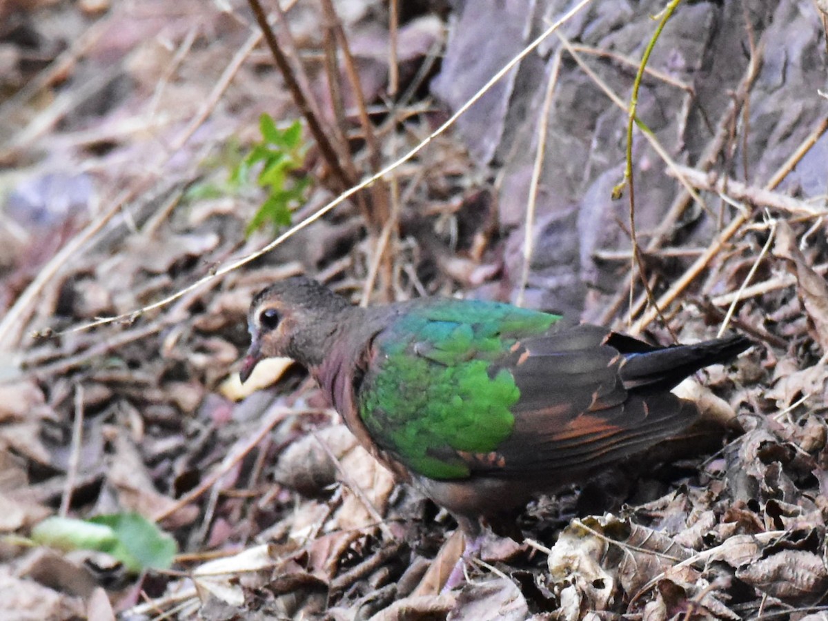 Asian Emerald Dove - ML410737871