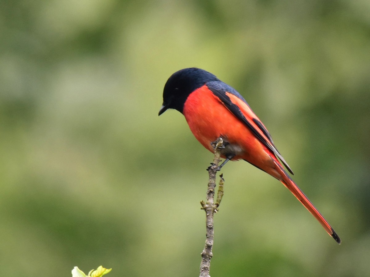 Long-tailed Minivet - ML410737921