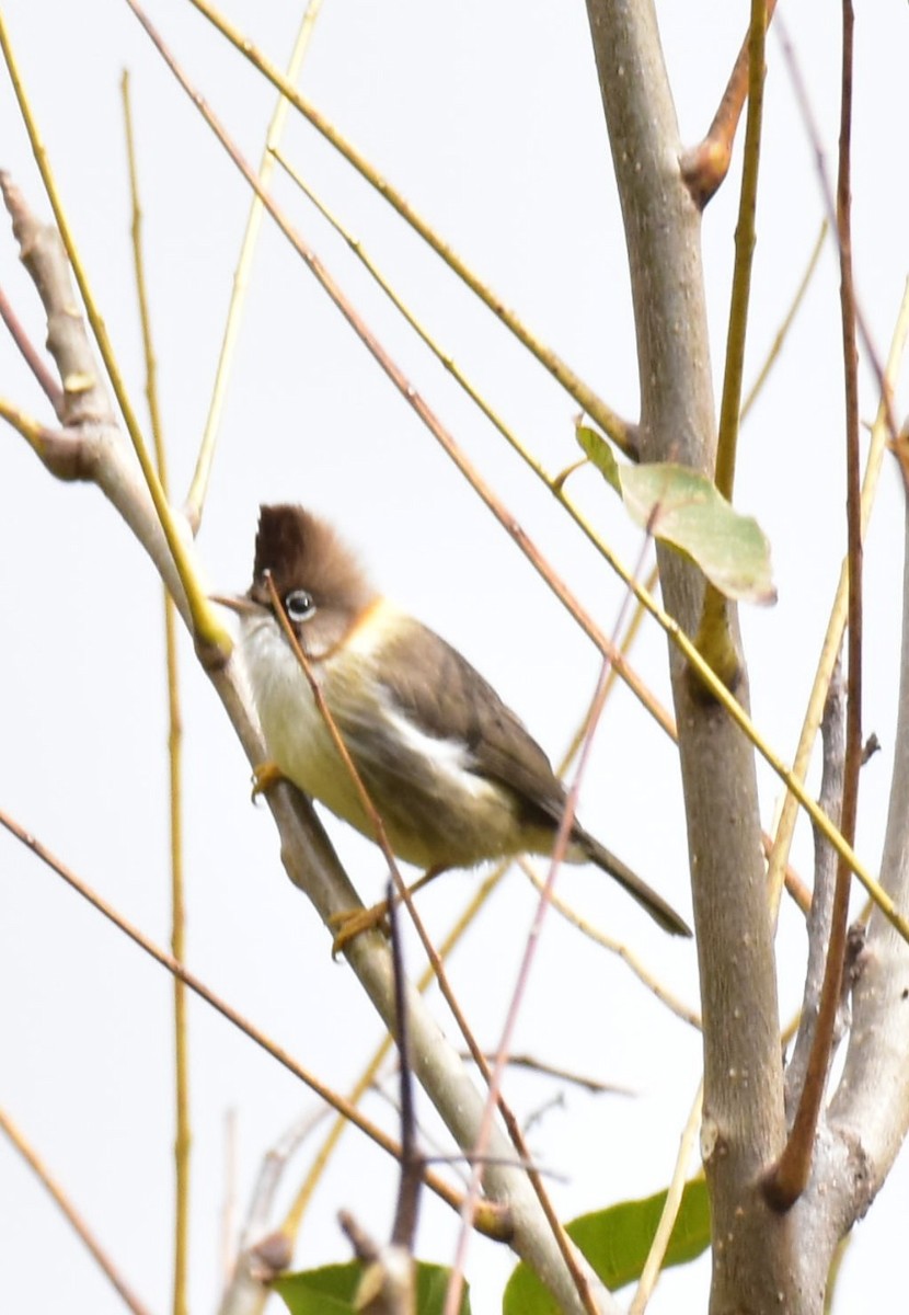 Whiskered Yuhina - ML410737951