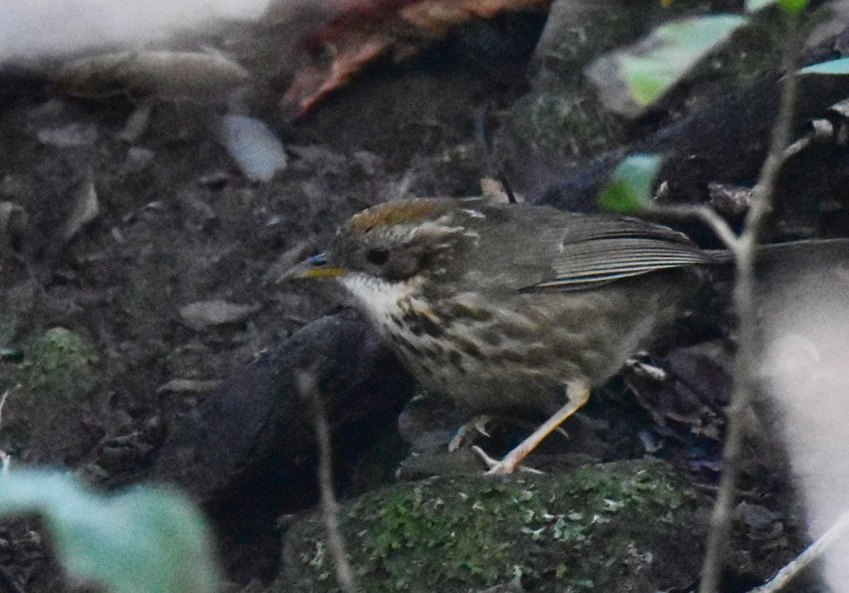 Puff-throated Babbler - ML410738041