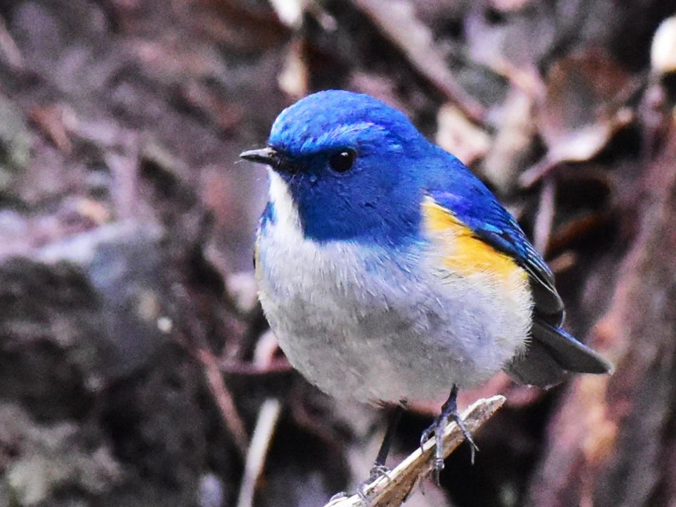 Himalayan Bluetail - ML410738091