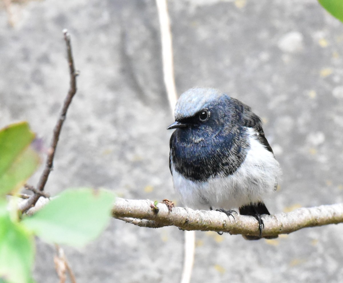 Blue-capped Redstart - ML410738211