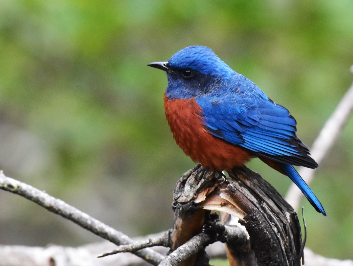 Chestnut-bellied Rock-Thrush - ML410738321