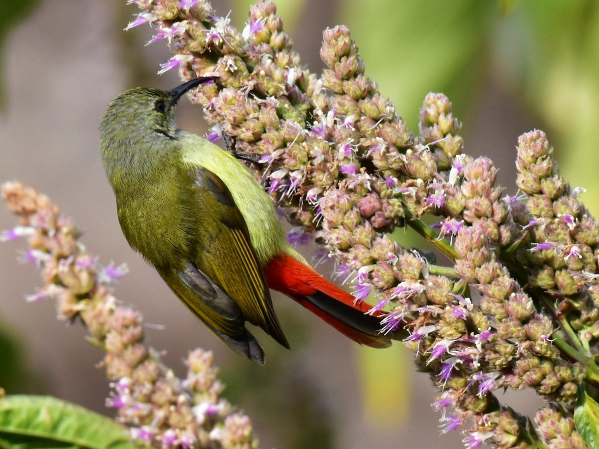 Fire-tailed Sunbird - ML410738371